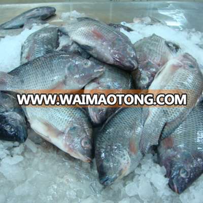 High Quality Seafood Product Red and Black Frozen Tilapia