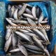 New arriving land frozen mackerel with high quality