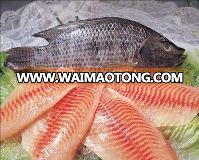 Frozen seafood fish fillet frozen tilapia fillet wholesale